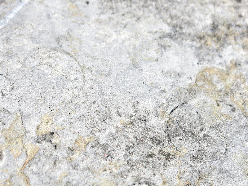 New York State Adirondacks Swirly Snail Gastropod Fossil Rock Background